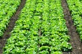 Green salad plantation in row, ecological agriculture