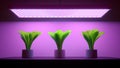 Green salad plants under LED grow light. 3d illustration