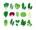 Green salad vegetables leaves set vector illustration isolated on white background. Natural lettuce leaf. Royalty Free Stock Photo