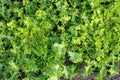 Green salat Cichorium endivia Royalty Free Stock Photo