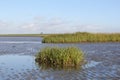 Green salt water halophytes low on the tidal marsh in spring Royalty Free Stock Photo