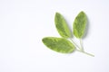 Green Salvia Officinalis Leaves Royalty Free Stock Photo