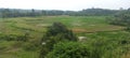 Green Samsara field