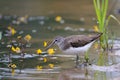 Green sandpiper at river bank among water flowers