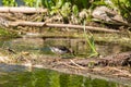 The green sandpiper Tringa ochropus Royalty Free Stock Photo