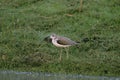 Green sandpiper, Tringa ochropus, India Royalty Free Stock Photo