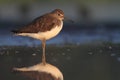 Green Sandpiper Tringa ochropus