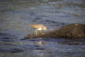 Green sandpiper Tringa ochropus, small shorebird, standing in water and looking for some meal, evening light from right side of Royalty Free Stock Photo