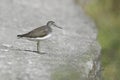 Bird:Portrait of Sandpiper near Shore