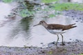 Green sandpiper or Tringa ochropus Royalty Free Stock Photo