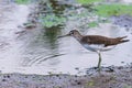 Green sandpiper or Tringa ochropus Royalty Free Stock Photo