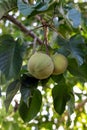 Green santol meliaceae thai fruit on tree. Royalty Free Stock Photo