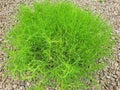 A green santolina bush Royalty Free Stock Photo