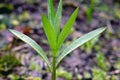 Green Sapling Dew Royalty Free Stock Photo