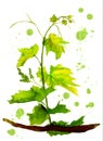 Green sapling of grape with color spots Royalty Free Stock Photo