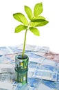 Green sapling growing from euro banknotes Royalty Free Stock Photo