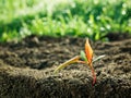 Green sapling growth Royalty Free Stock Photo