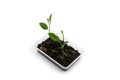 Green sapling from seed in plastic tray on white background. Growing plant from seed concept Royalty Free Stock Photo