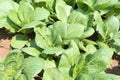 Green sapling of vegetables in the garden.