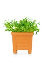 Green saplings Royalty Free Stock Photo