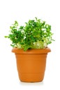Green saplings growing Royalty Free Stock Photo