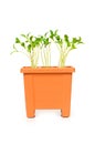 Green saplings growing in the clay pot Royalty Free Stock Photo