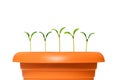 Green saplings growing in the clay pot Royalty Free Stock Photo