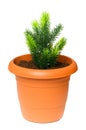 Green saplings growing in the clay pot Royalty Free Stock Photo