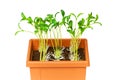 Green saplings growing in the clay pot Royalty Free Stock Photo