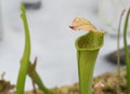 A Green sarracenia x excellens pitcher plant pitfall trap in a botanical garden.