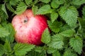 The red apple is in the nettle leaf