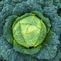Green Savoy cabbage Royalty Free Stock Photo