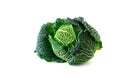 Green savoy cabbage, a healthy winter vegetable, whole head isolated on a white background Royalty Free Stock Photo