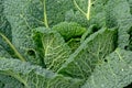 Green savoy cabbage leafs, close up - Brassica oleracea