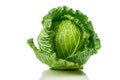 Green Savoy cabbage Royalty Free Stock Photo