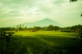 GREEN SAWAH AND CIREMAI MOUNTAIN