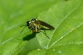 Green Sawfly consuming another small insect