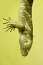 Green scaly skin Royalty Free Stock Photo