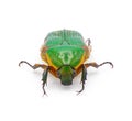 Green scarab beetle - Euphoria limbalis - extreme detail closeup isolated on white background front face view