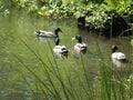 Green scenary. A group of male ducks on the rivers water Royalty Free Stock Photo