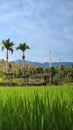 Green scenery in the middle of rice fields decorated with areca palm trees Royalty Free Stock Photo