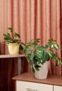 Green schefflera and ficus house plants in interior room on terracotta drapery backdrop. Indoor plants in interior