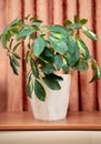 Green schefflera house plant in interior on terracotta curtains backdrop. Home image with indoor plant close up