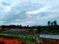 The green scnery of my country, Sintang, West Borneo, Indonesia Royalty Free Stock Photo