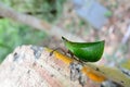 Green scoop wax cicada