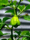 Green scotch bonnet chilli plant with spider