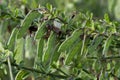 Green Scotch Broom Seed Pods Close Up Royalty Free Stock Photo