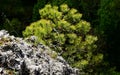 Green Scotch pine. long needles and soft blurry background