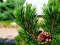 Green Scotch pine twig closeup. long needles and brown cone. soft blurred background.