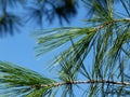 Green Scotch pine twig with long green needles under blue sky